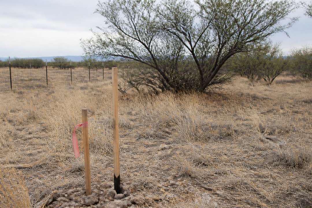Wooden survey stakes with pink flagging on rural Arizona grassland
