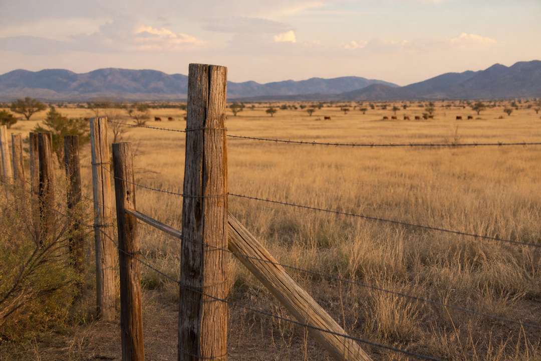 Weathered fence line across a golden Arizona grassland with cattle in the distance